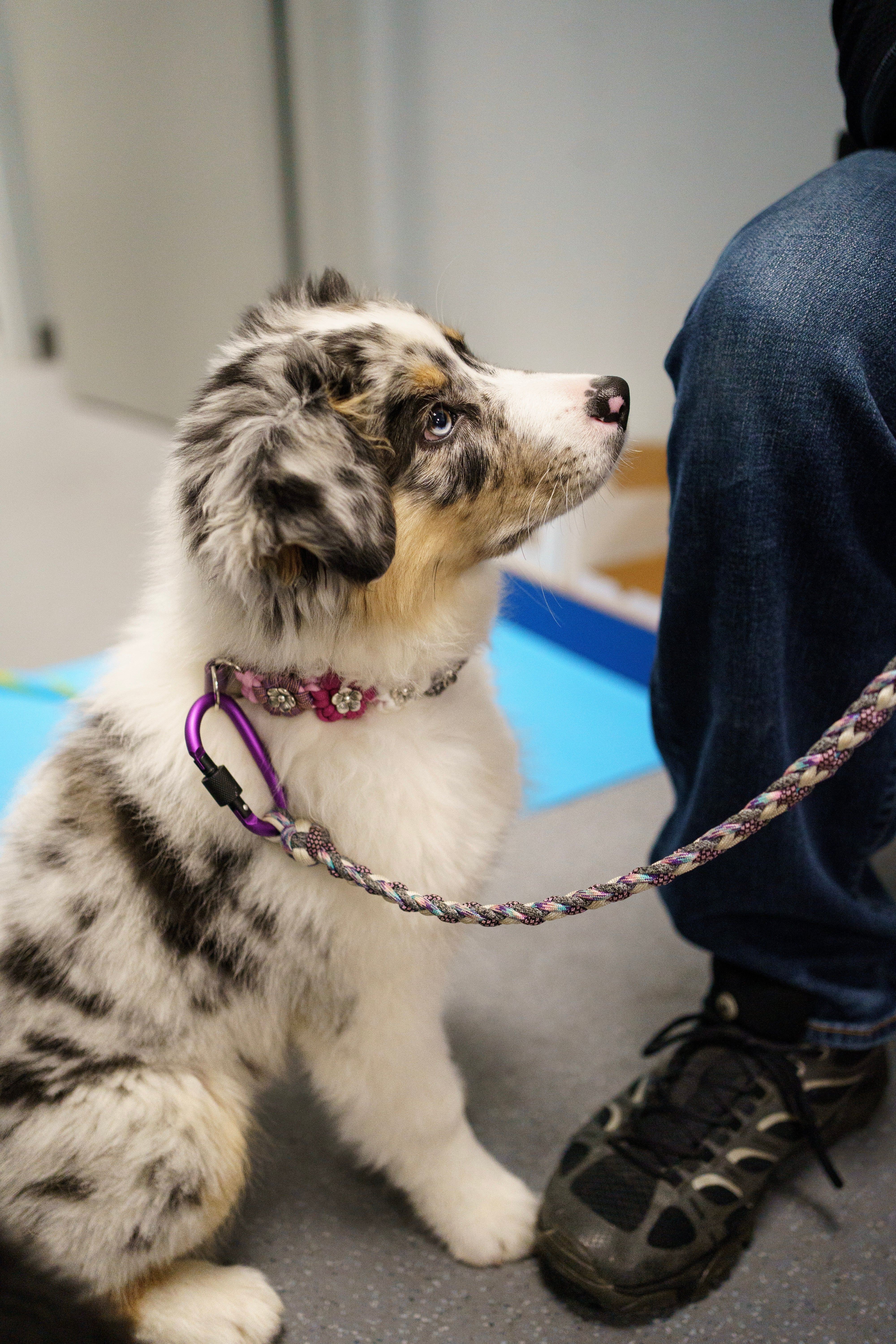 23 mars 2025 - Conférence en ligne Journée nationale des chiots