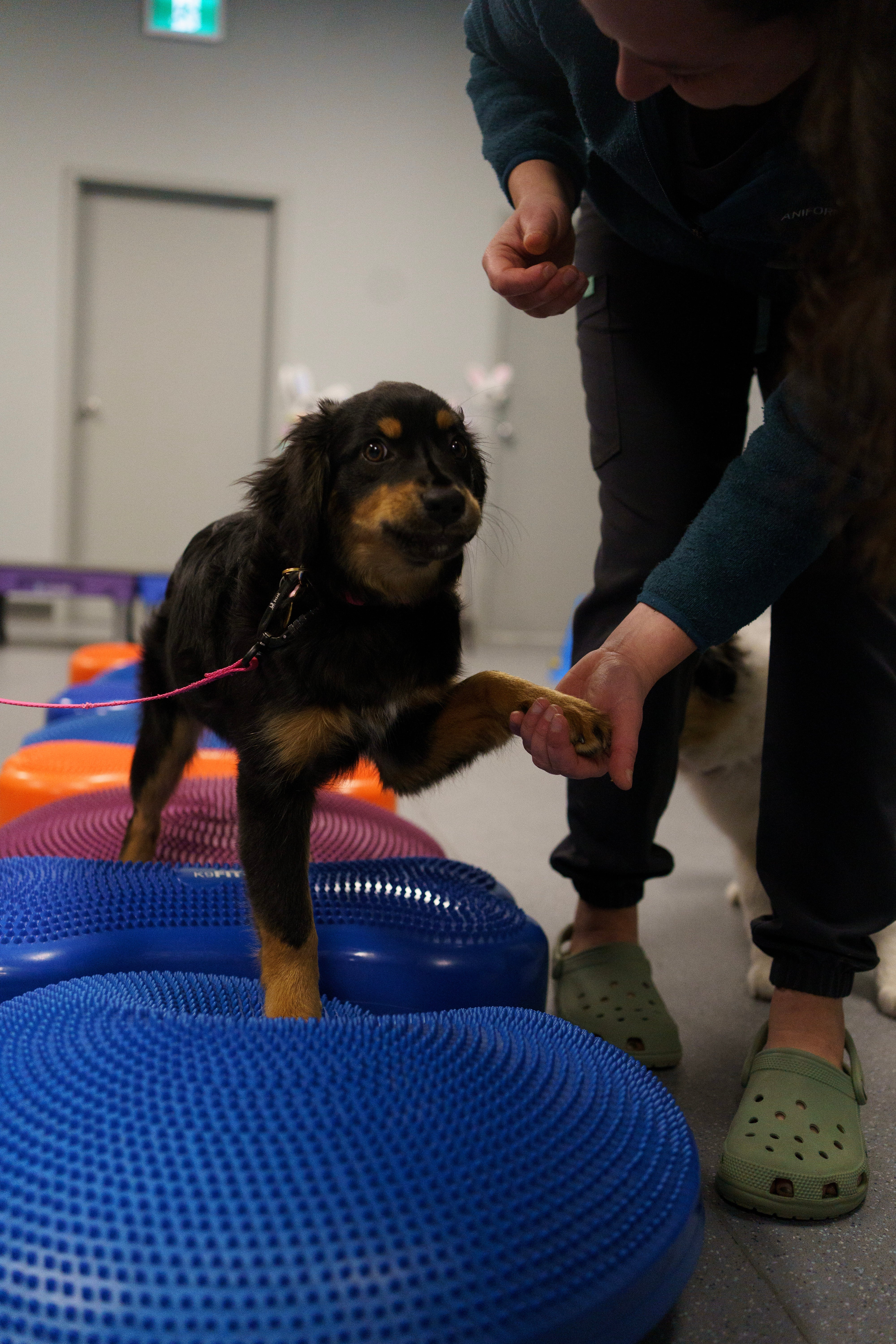 16 mars 2025 - Atelier Journée nationale des chiots