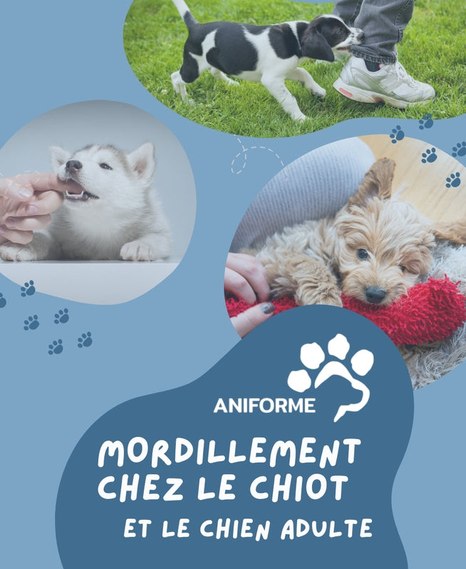 Mordillement chez le chiot et le chien adulte