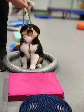 Initiation aux fitness pour les chiots