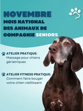 22-23 novembre 2025- Journée thématique pour le mois des Chiens Gériatriques