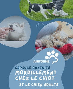 Capsule gratuite -  Mordillement chez le chiot et le chien adulte