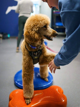 Fitness Canin Niveau 3 - Prochaines dates à déterminer