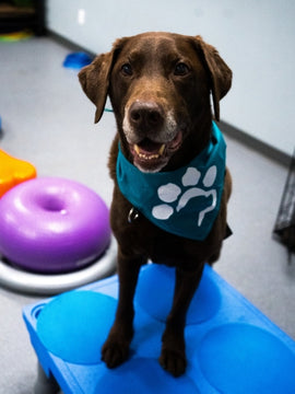 Fitness Canin Niveau 2 - 23 février