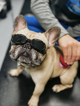 Laser Thérapeutique pour Animaux: Bienfaits et Fonctionnement