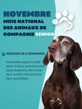 Nouveau Cours - Session Stimulation pour Chien Vieillissant - 29 octobre