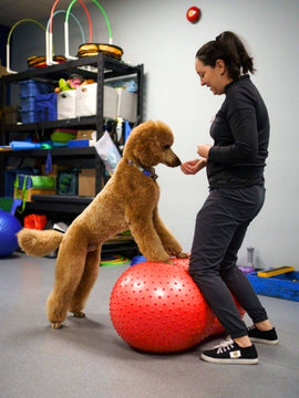 Fitness Canin:  Cours ou plan personnalisé -Privé - sur demande seulement