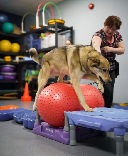 Fitness Canin - groupe Spécial - 23 novembre