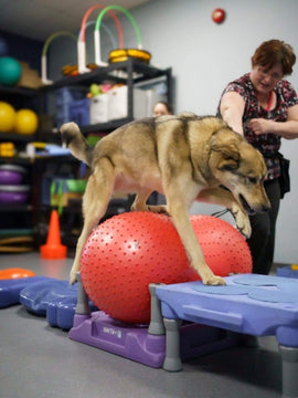 Fitness Canin - groupe Spécial - 8 février