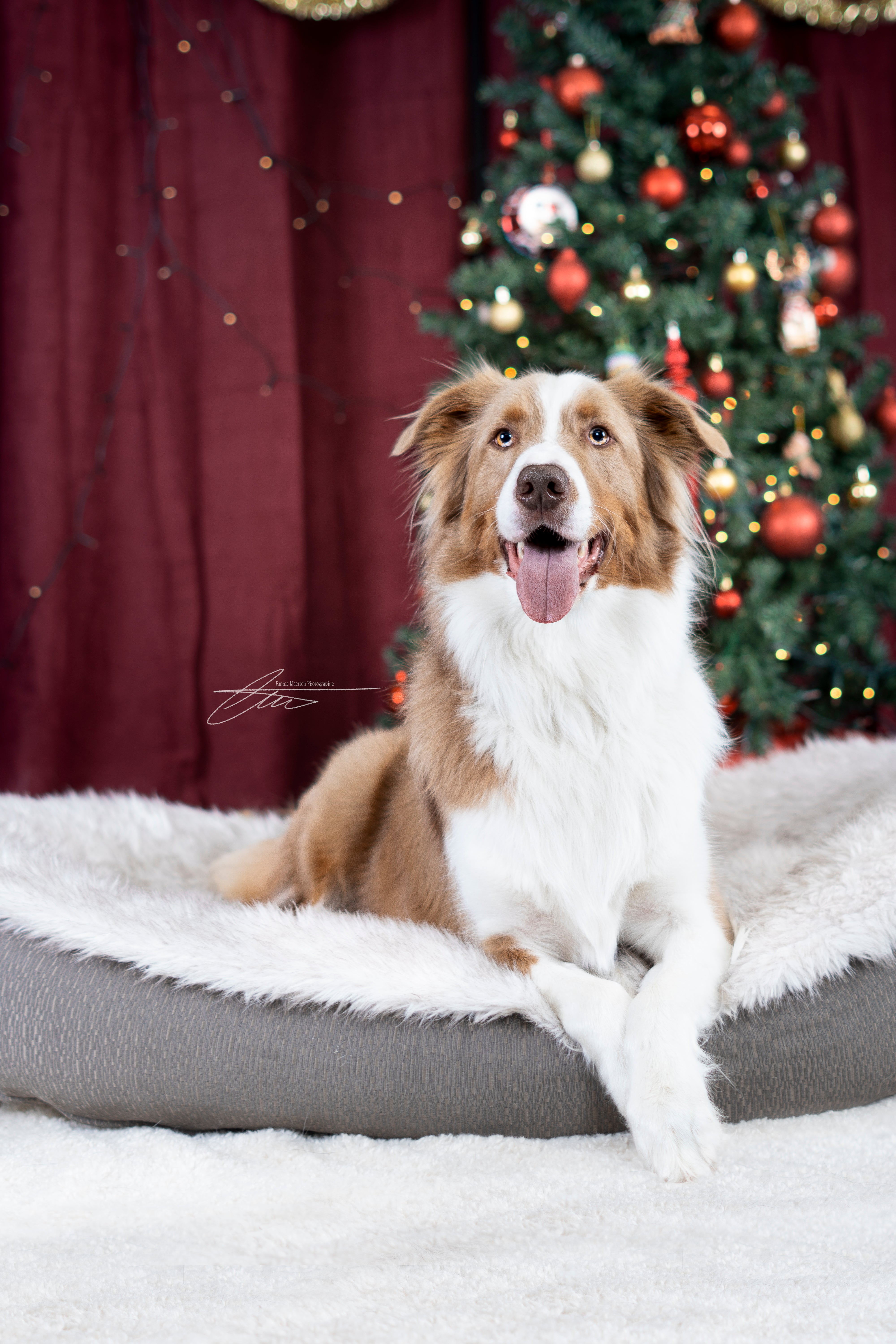 29 novembre - Mini séance de Noël
