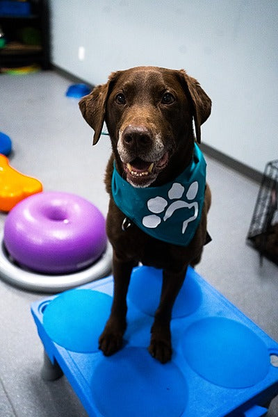 Fitness canin - fondation et apprentissage de base