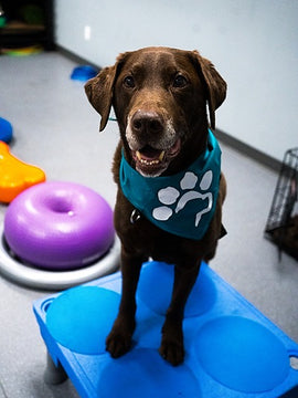 Fitness canin - fondation et apprentissage de base