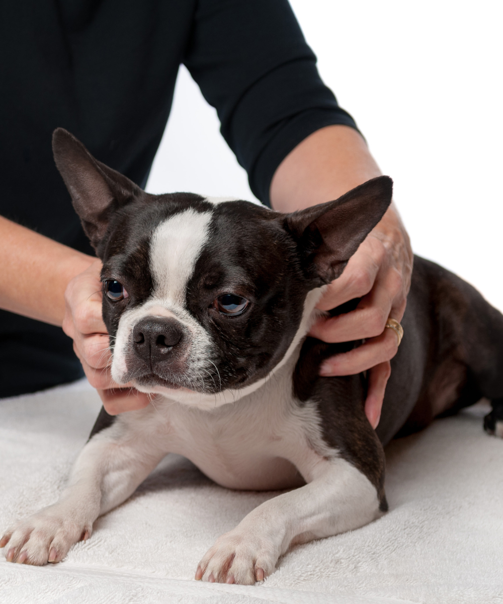 Massage canin - Principe de base