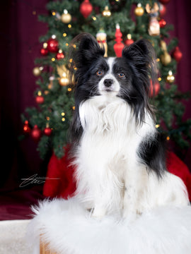 Mini séance de Noël - Photo supplémentaire 2e et plus