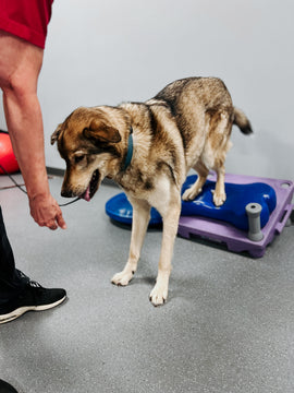 Fitness Canin - groupe Spécial - 8 février