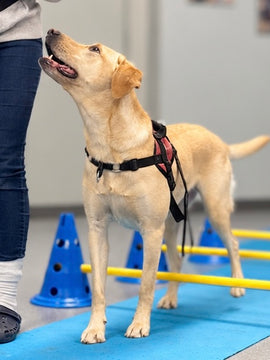 Transforme ton chien en athlète sur 4 semaines