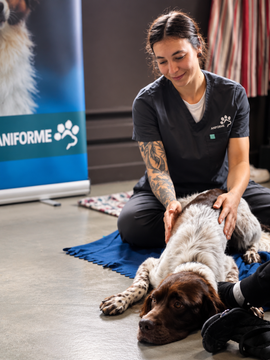 Massothérapie animale à domicile