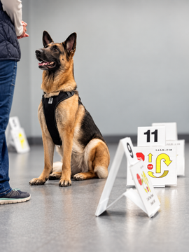 Rallye-Obéissance Niveau 1 - 10 septembre