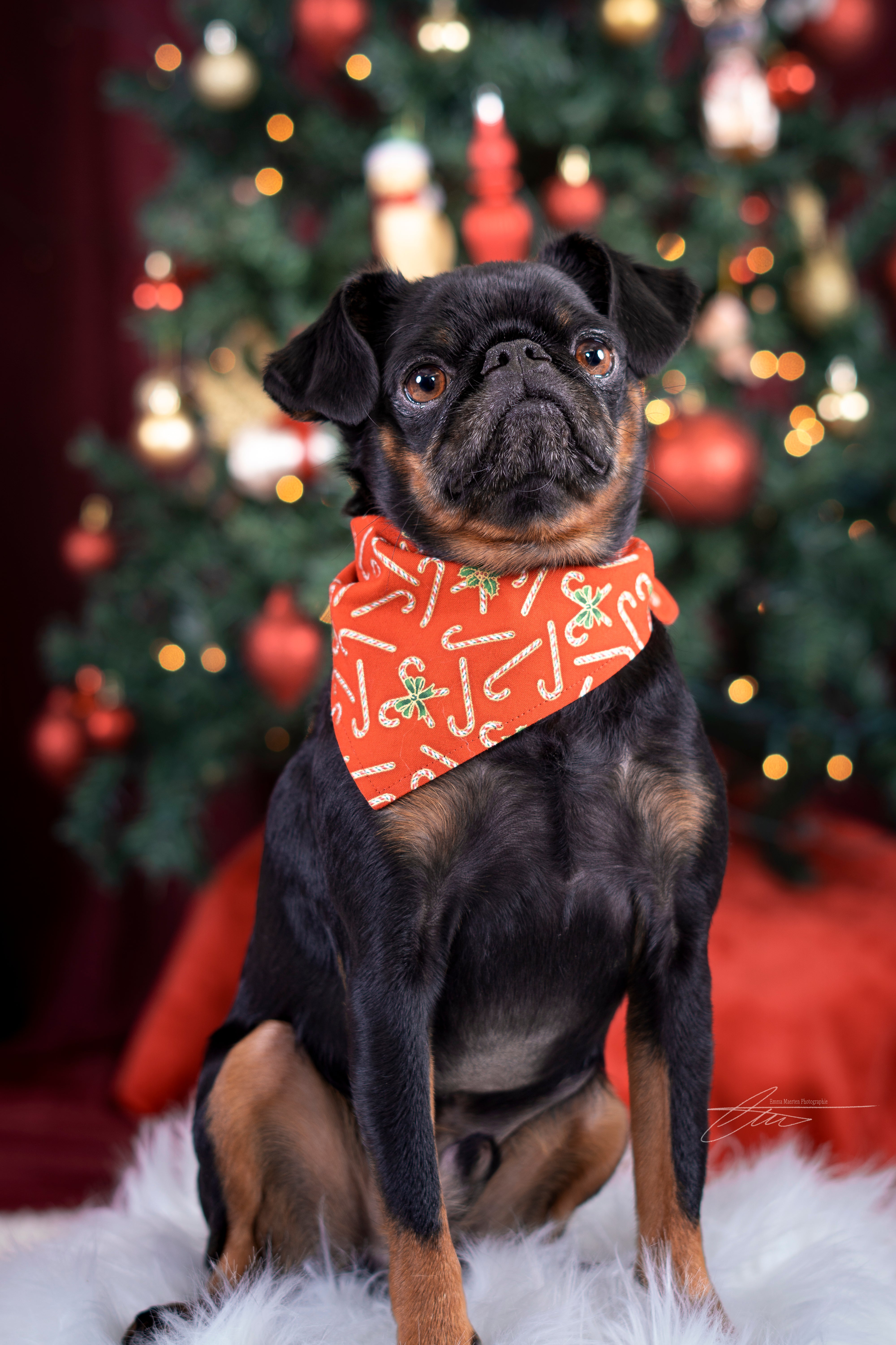 29 novembre - Mini séance de Noël