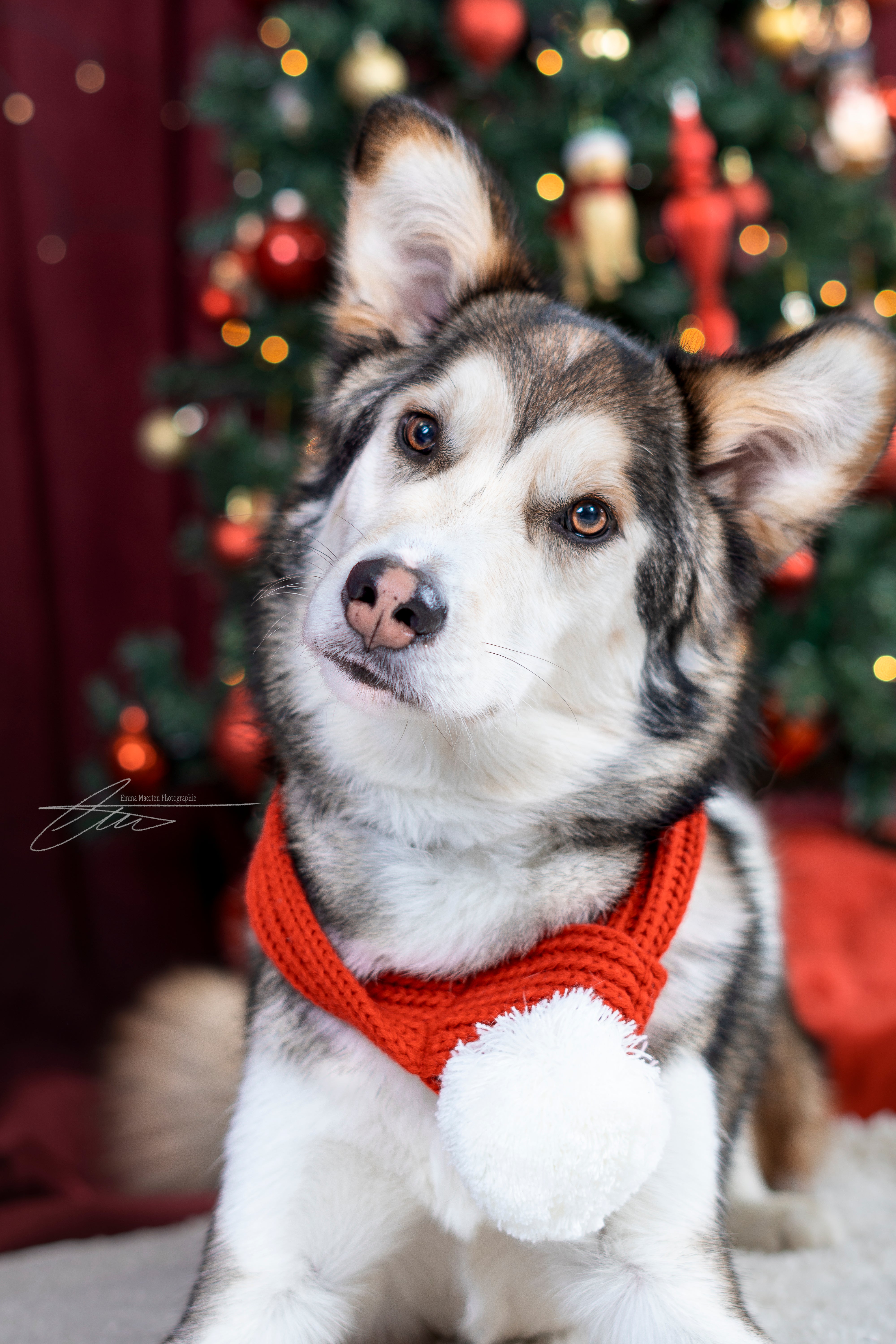 29 novembre - Mini séance de Noël