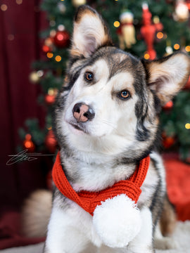 29 novembre - Mini séance de Noël