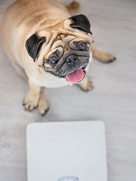 Tout savoir sur la perte de poids chez le chien