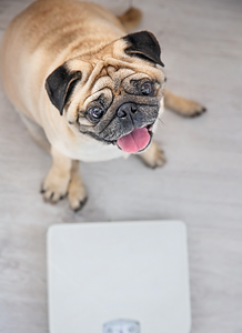 Tout savoir sur la perte de poids chez le chien