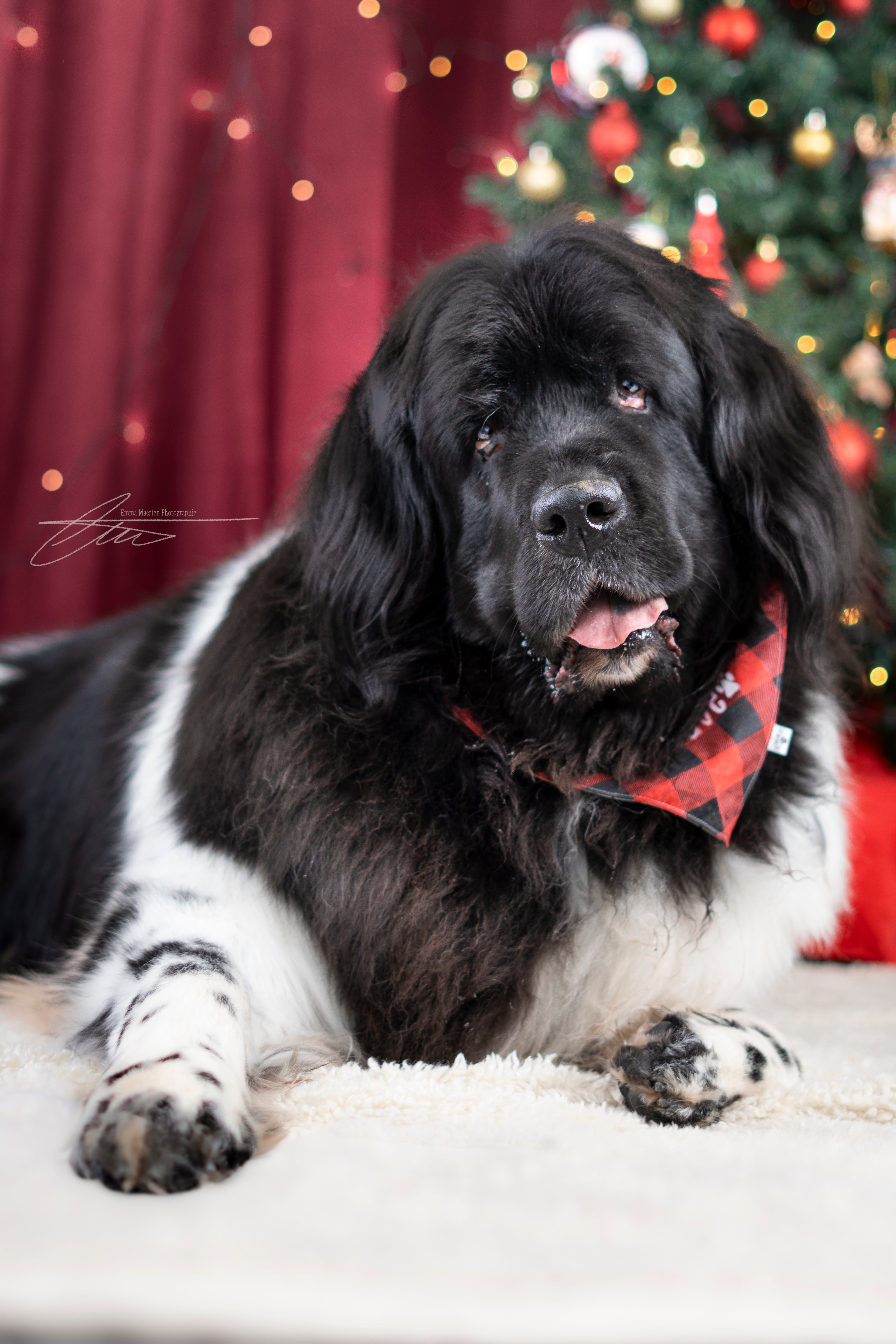29 novembre - Mini séance de Noël