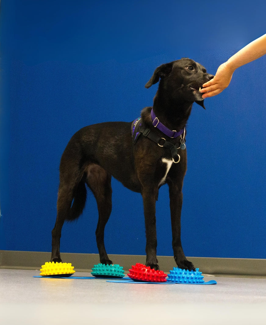 Fitness Canin Niveau Expert - À Venir