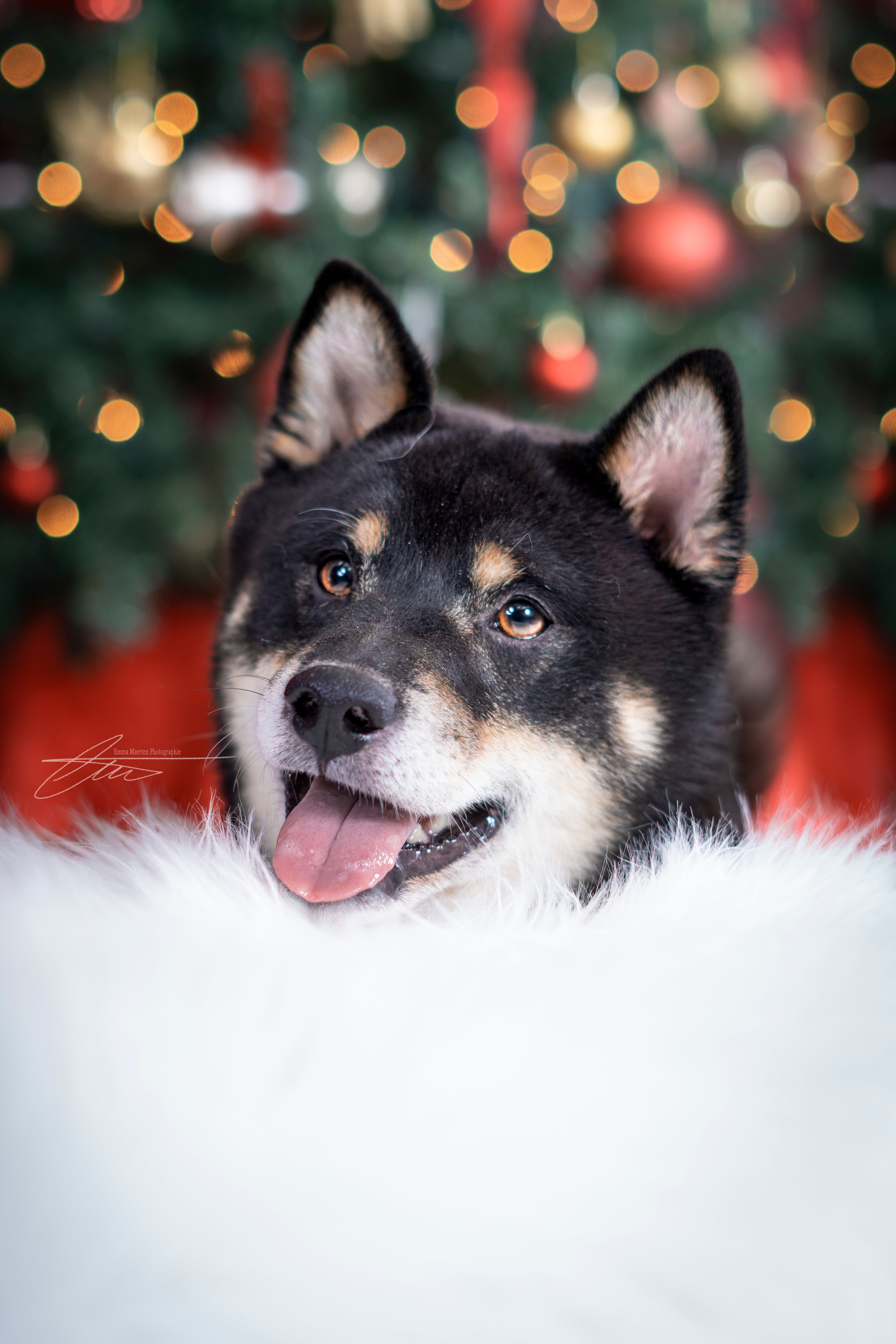 29 novembre - Mini séance de Noël