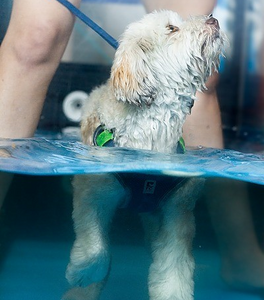 Tapis roulant aquatique chez les animaux: ses bienfaits et fonctionnement