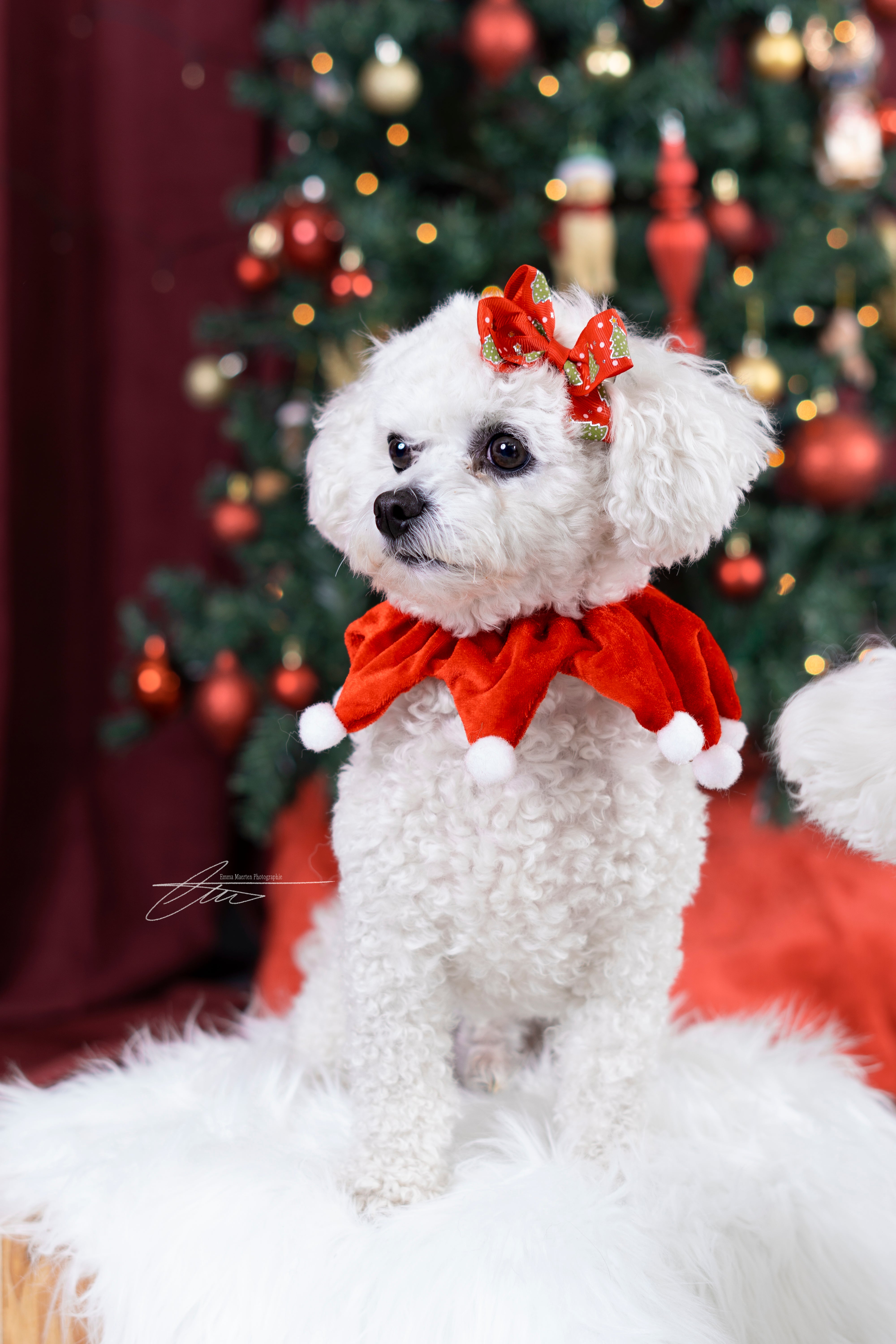 29 novembre - Mini séance de Noël