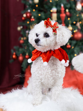 29 novembre - Mini séance de Noël