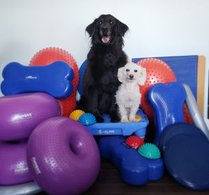 Fitness Canin:  Cours ou plan personnalisé -Privé - sur demande seulement