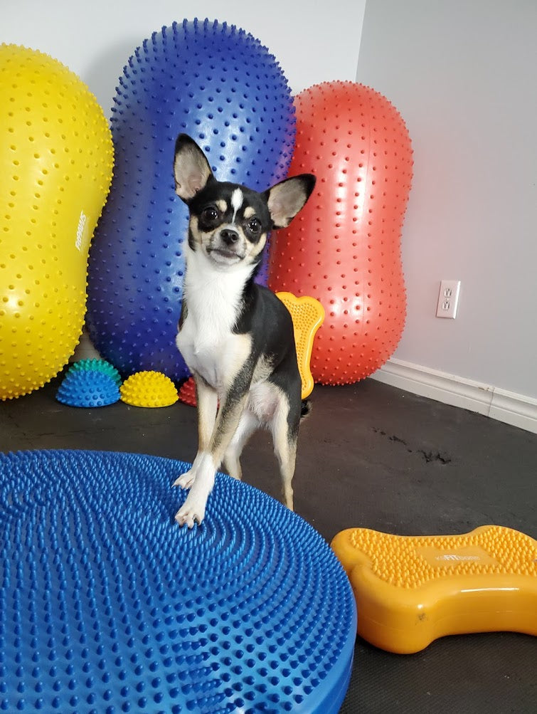 Fitness Canin Niveau expert- complet